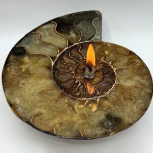 Half Ammonite Fossil Oil Candle. Unique Rock Oil Lamp Made From Natural Fossil. Includes Oil Starter Pack.
