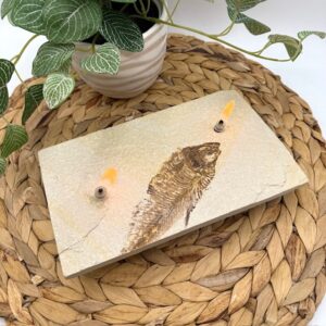 2-Wick Fossil Rock Oil Candle – Green River Formation Fish Fossil (#4465)
